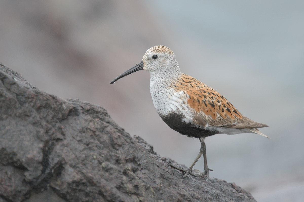 Dunlin - Ivan Wiljanen