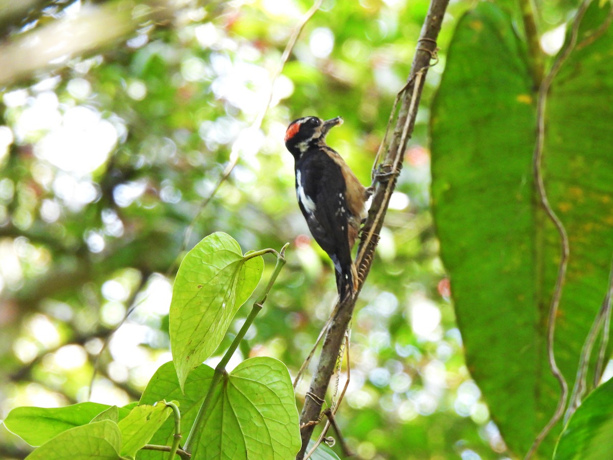 Hairy Woodpecker - Marilyn Ureña