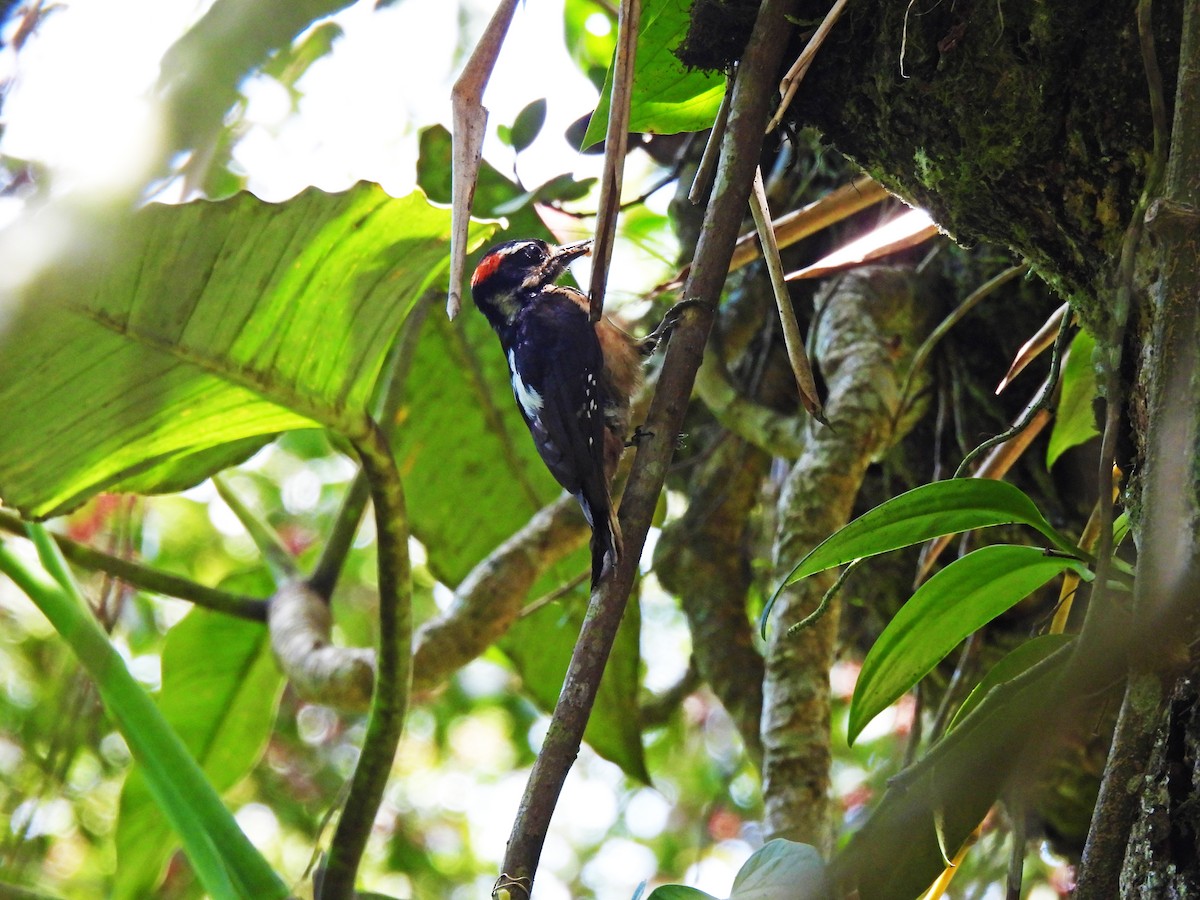 Hairy Woodpecker - Marilyn Ureña