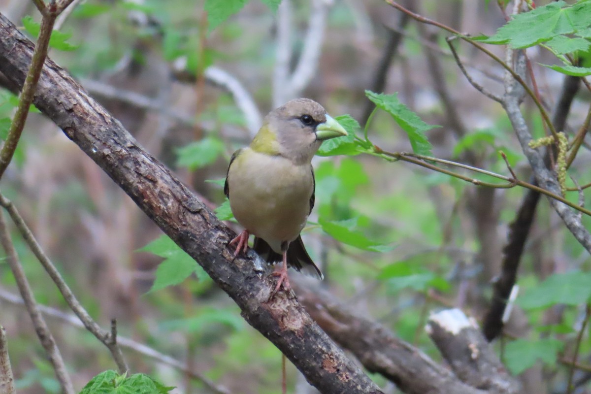 Evening Grosbeak - Sylvie Gagnon