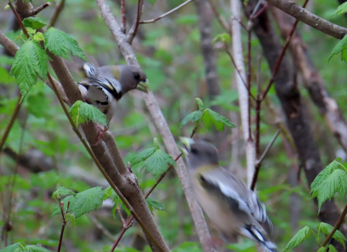 Evening Grosbeak - Sylvie Gagnon