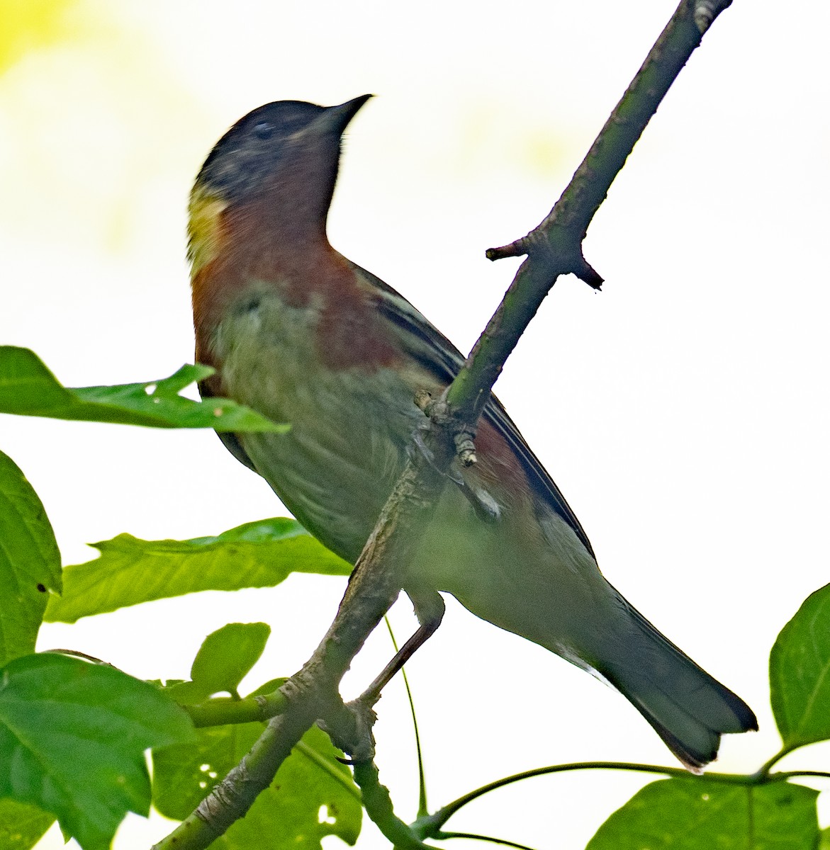 Bay-breasted Warbler - Lynn Chapman