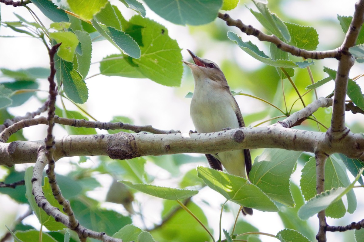 Kızıl Gözlü Vireo - ML619455339