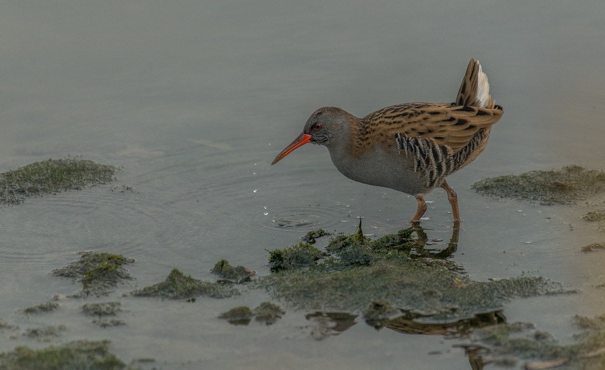Water Rail - Theo de Clermont
