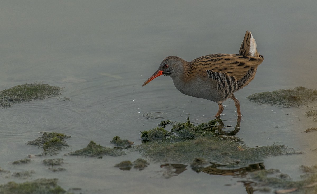 Water Rail - ML619455340