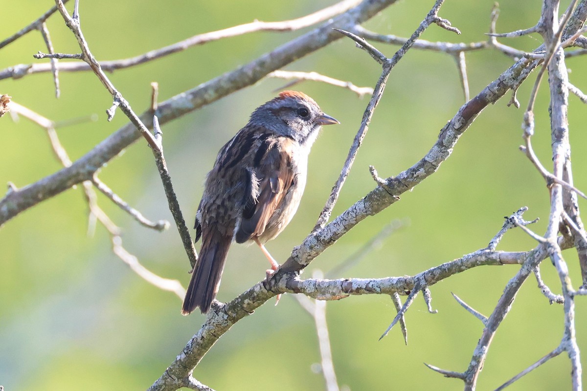 Swamp Sparrow - Stan Chapman