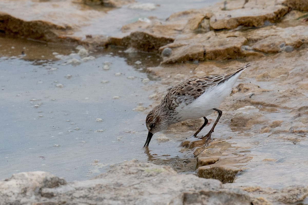 Semipalmated Sandpiper - Annette McClellan