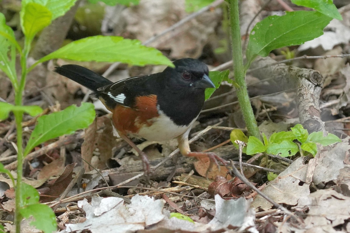 Eastern Towhee - Dennis Mersky