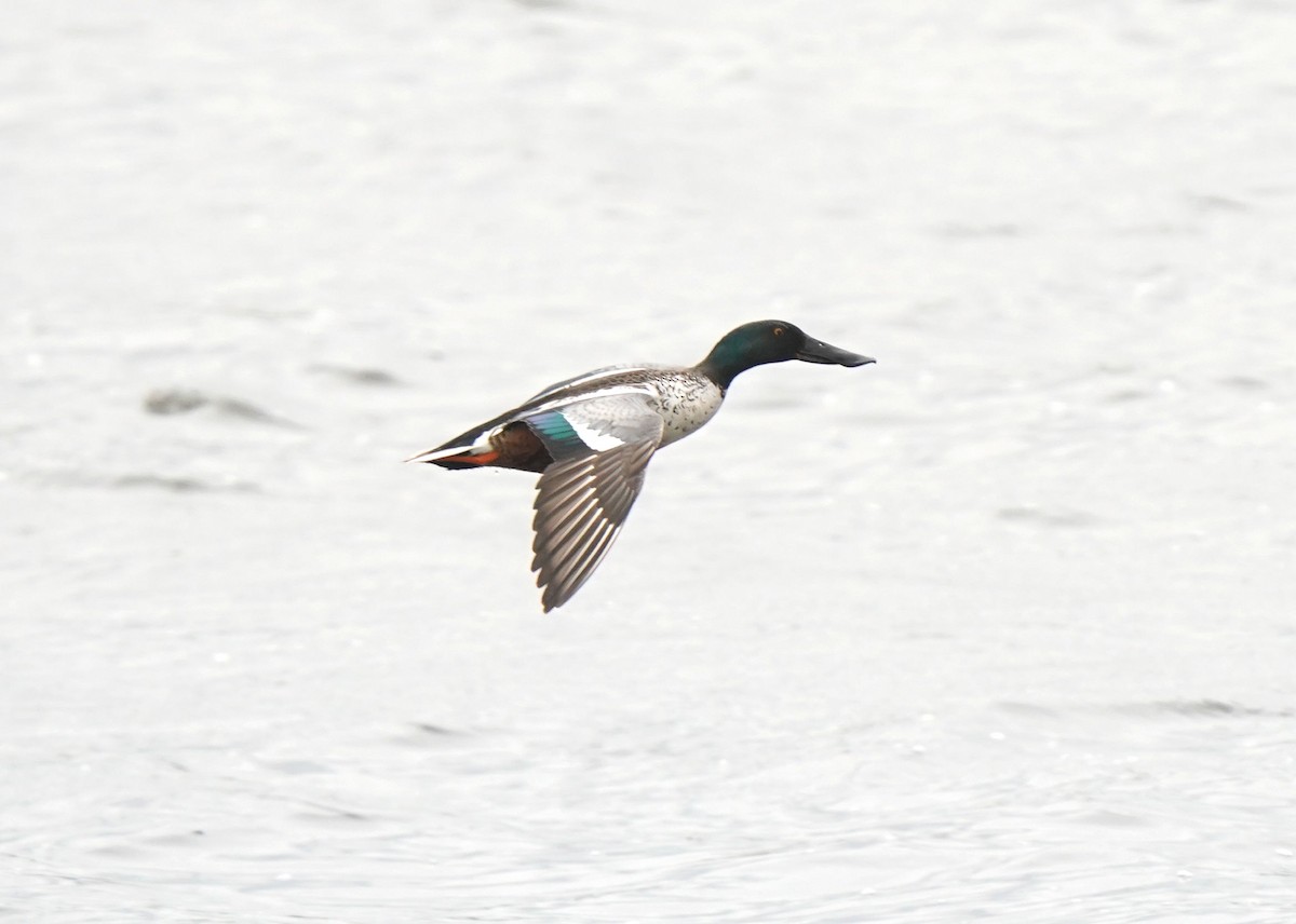 Northern Shoveler - Pam Hardy