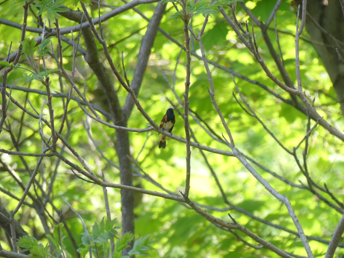 American Redstart - Claude Simard