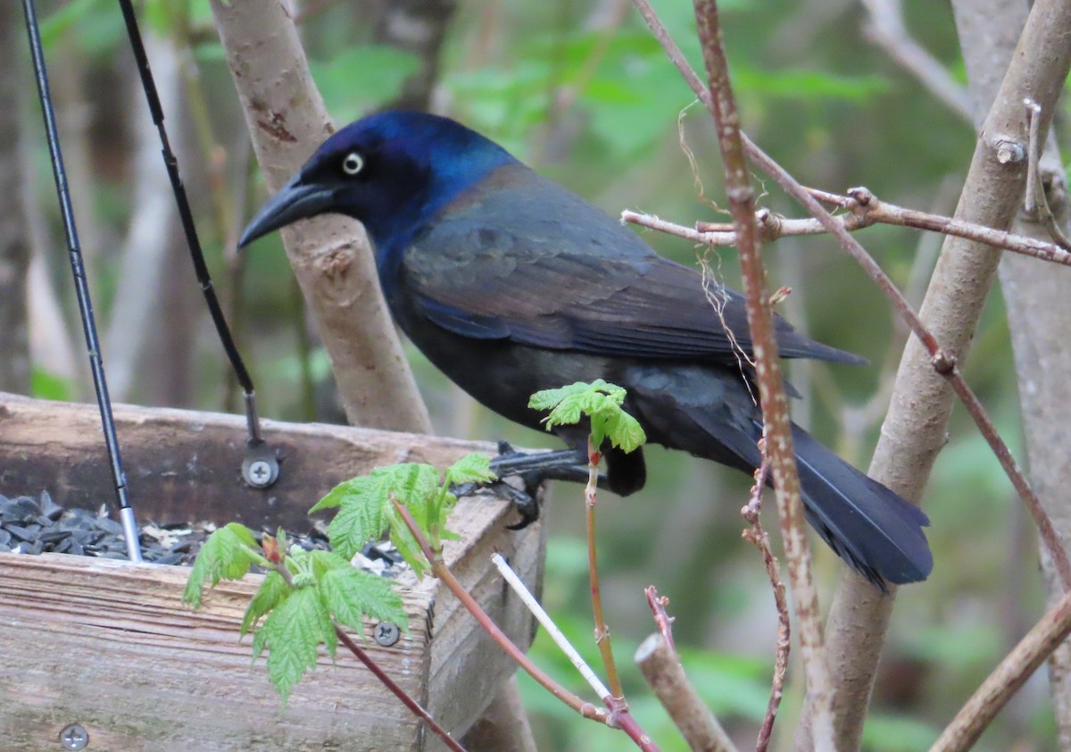 Common Grackle - Sylvie Gagnon