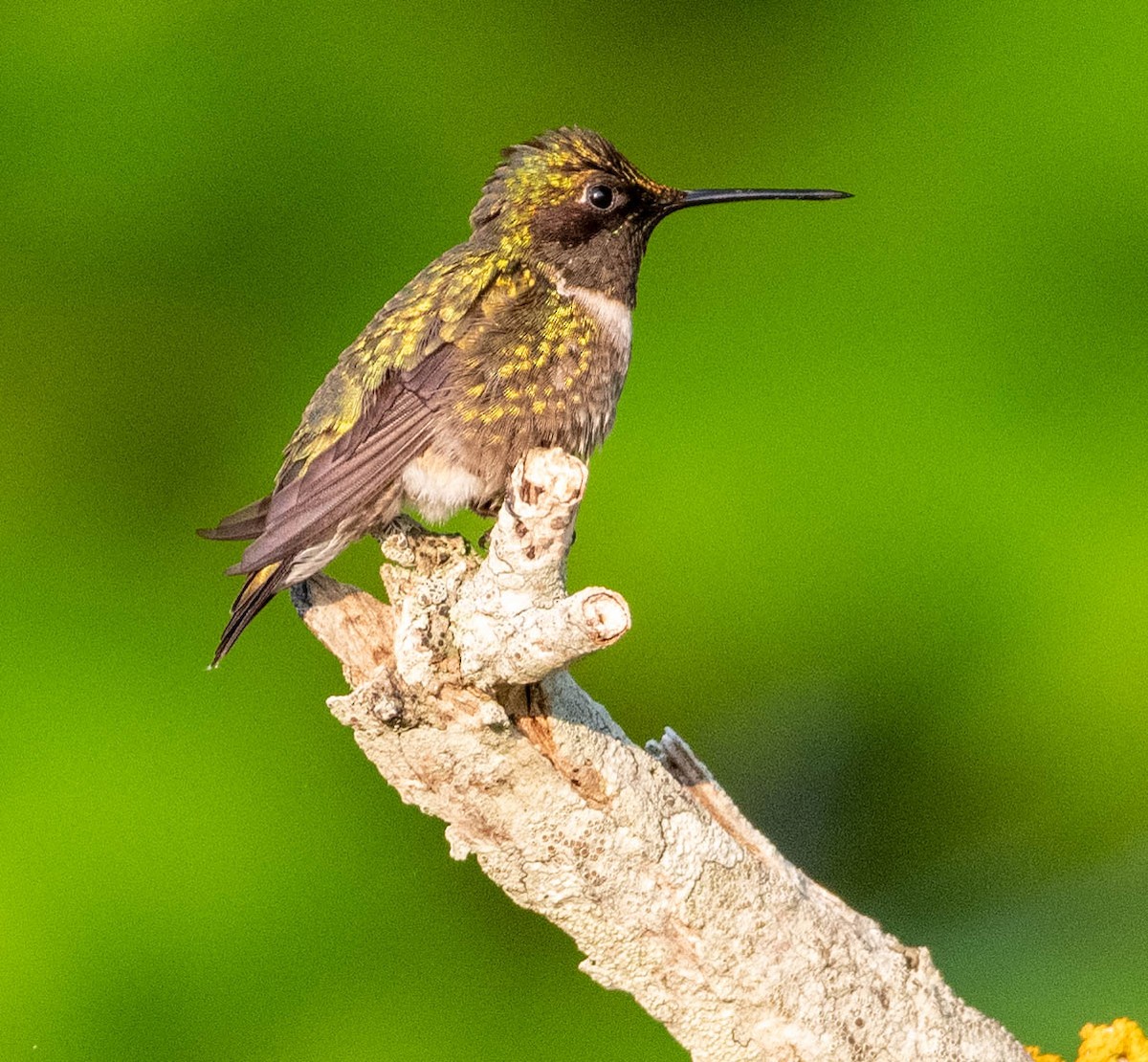 Colibri à gorge rubis - ML619455367