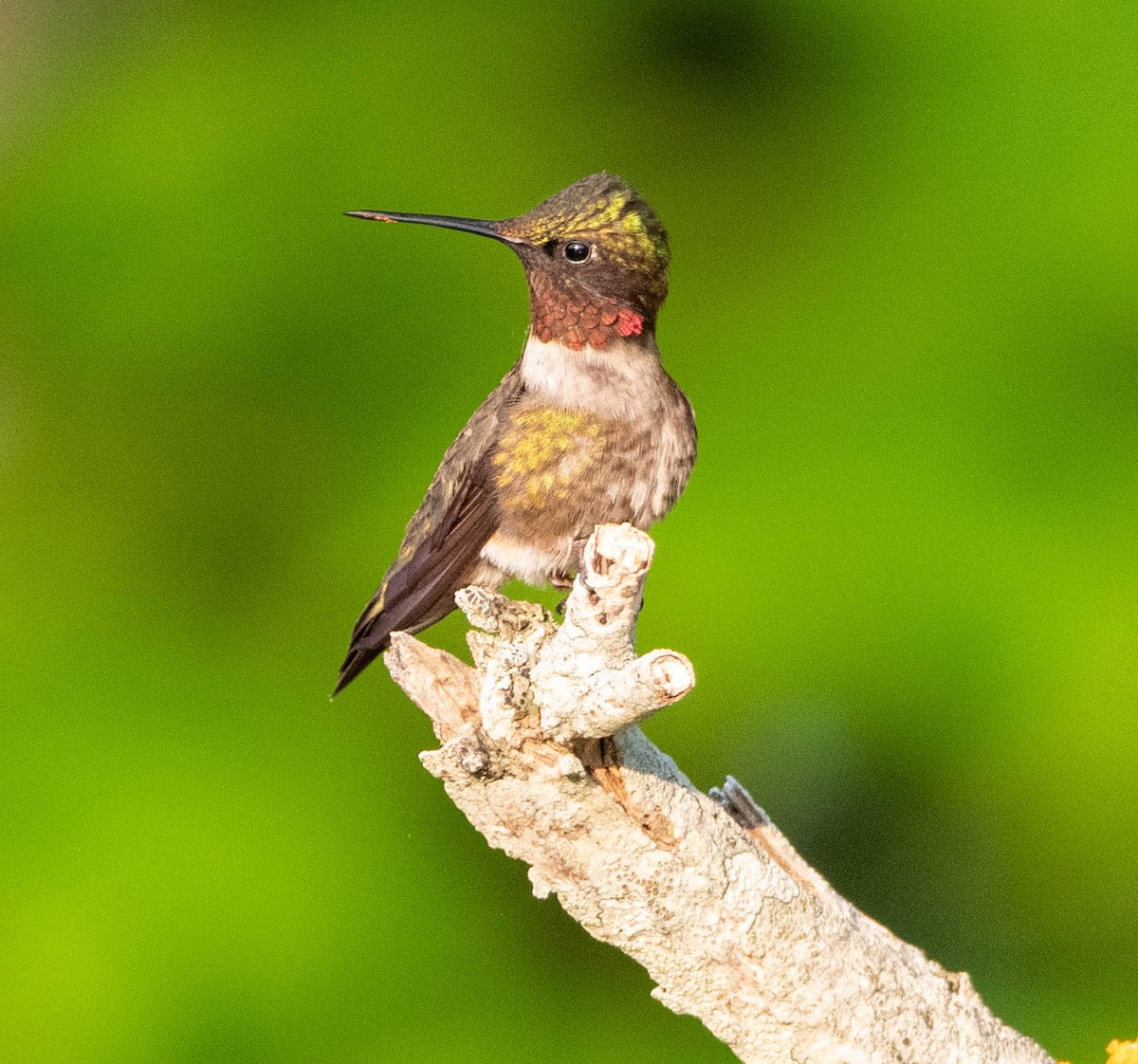 Ruby-throated Hummingbird - P Pariseau