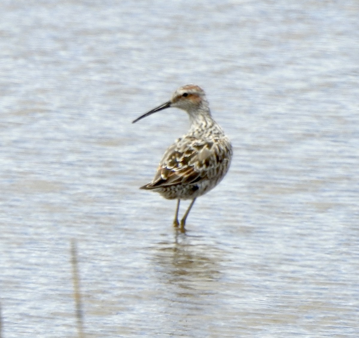 Stilt Sandpiper - Bruce Mellberg