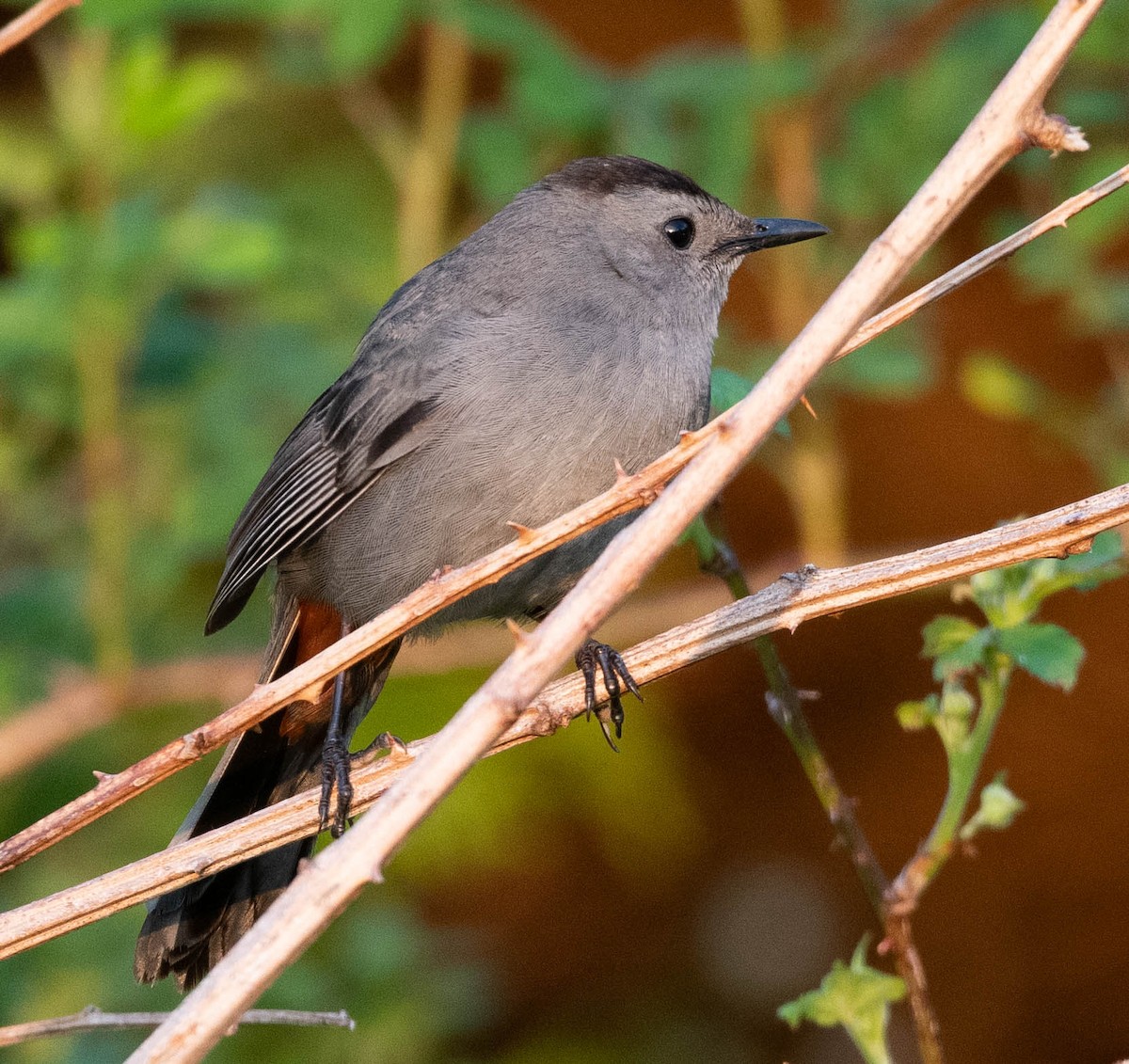 Gray Catbird - P Pariseau