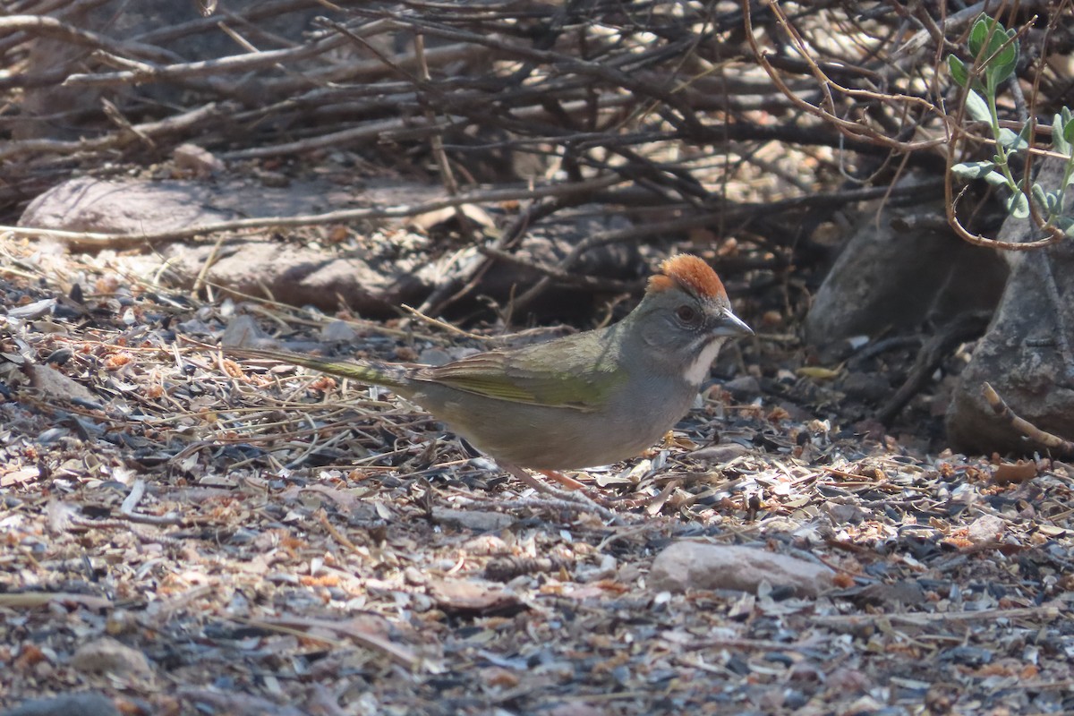 Green-tailed Towhee - David Brinkman