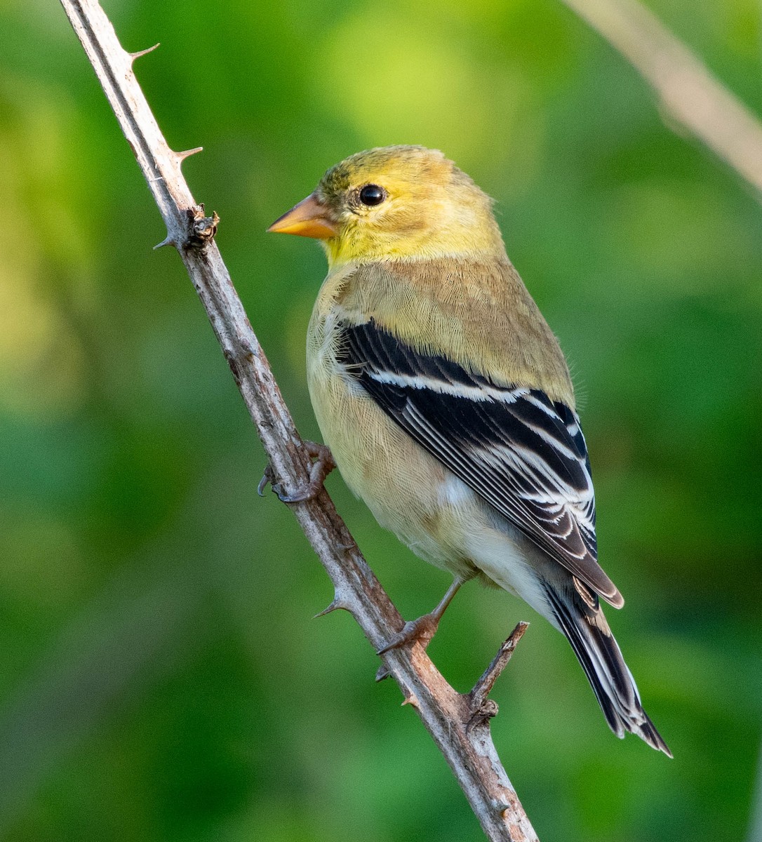 American Goldfinch - P Pariseau