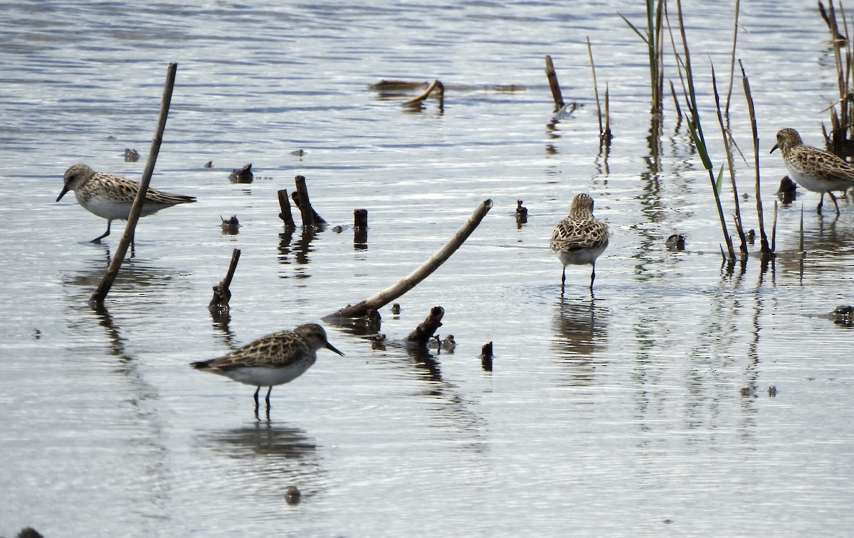 Least Sandpiper - Bruce Mellberg