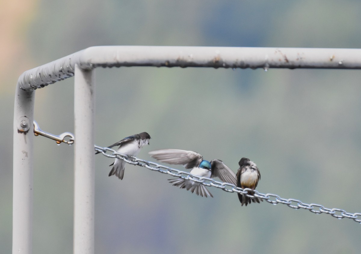 Tree Swallow - Alec Andrus