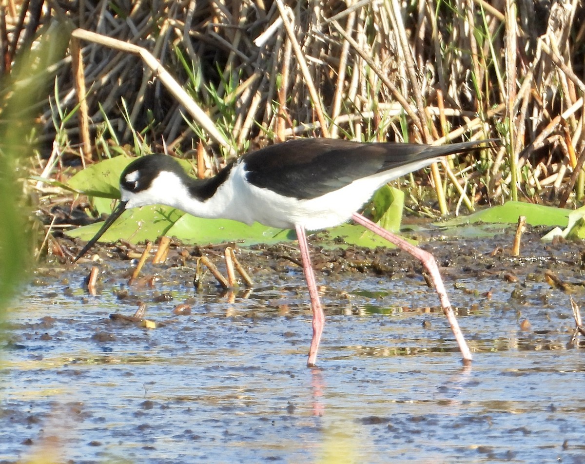 Black-necked Stilt - Eve Waterman