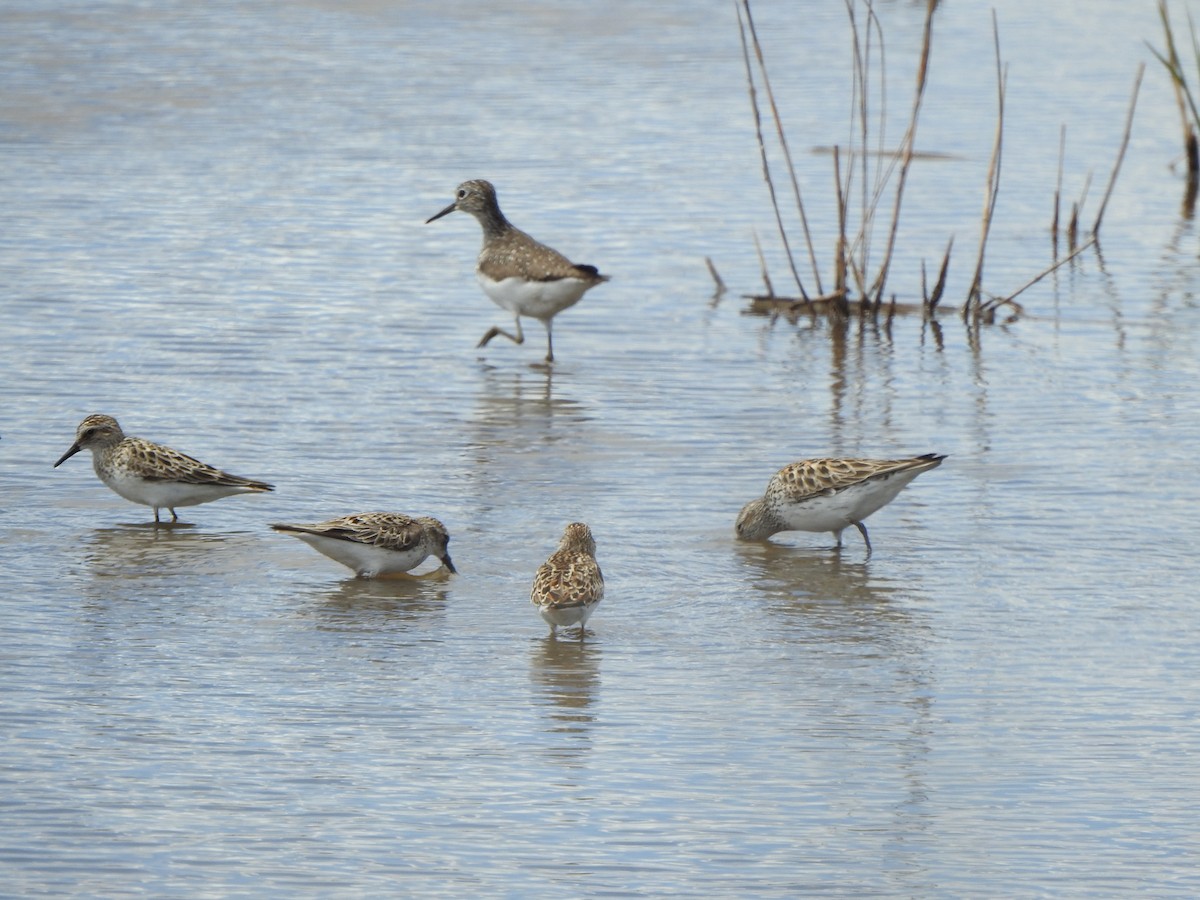 Least Sandpiper - Bruce Mellberg