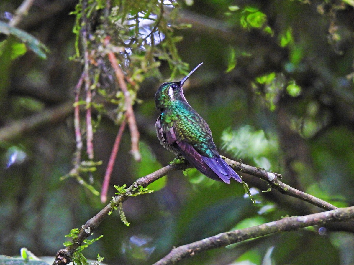 Purple-throated Mountain-gem - Marilyn Ureña