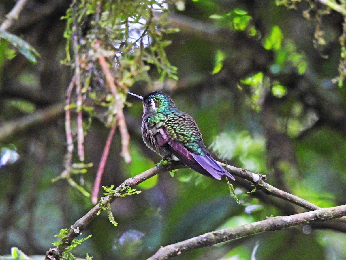 Purple-throated Mountain-gem - Marilyn Ureña