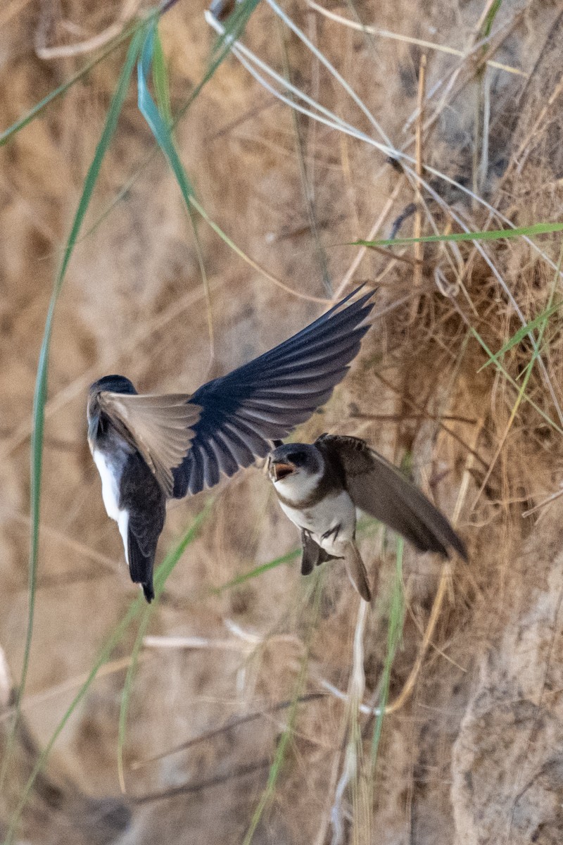 Bank Swallow - Jobi Cates