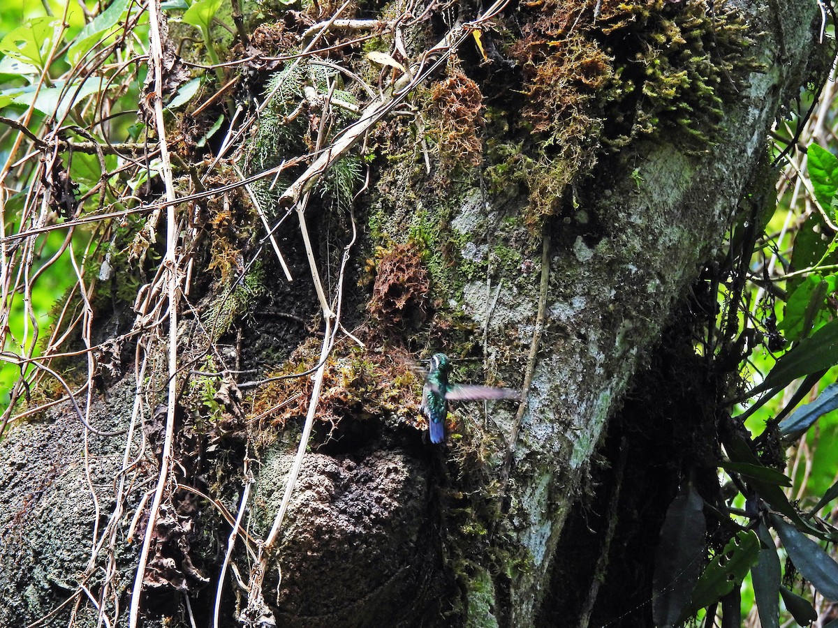 Purple-throated Mountain-gem - Marilyn Ureña