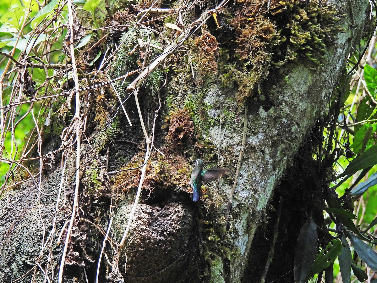 Purple-throated Mountain-gem - Marilyn Ureña