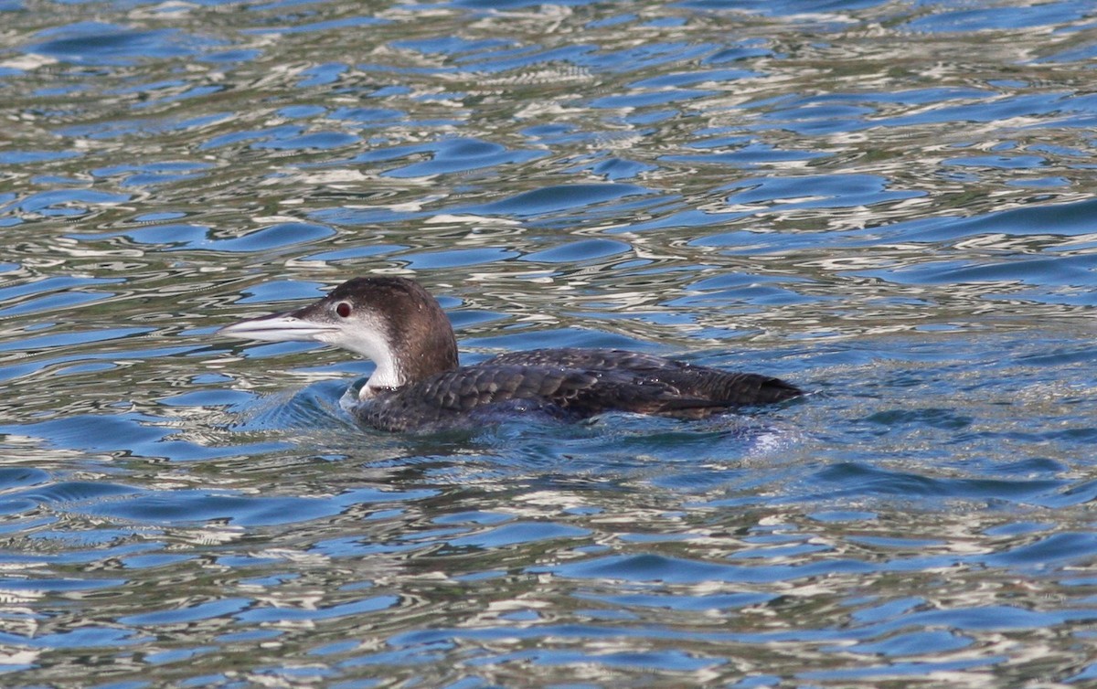 Common Loon - ML619455446