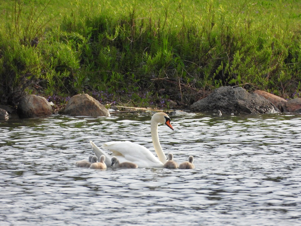 Cygne tuberculé - ML619455449