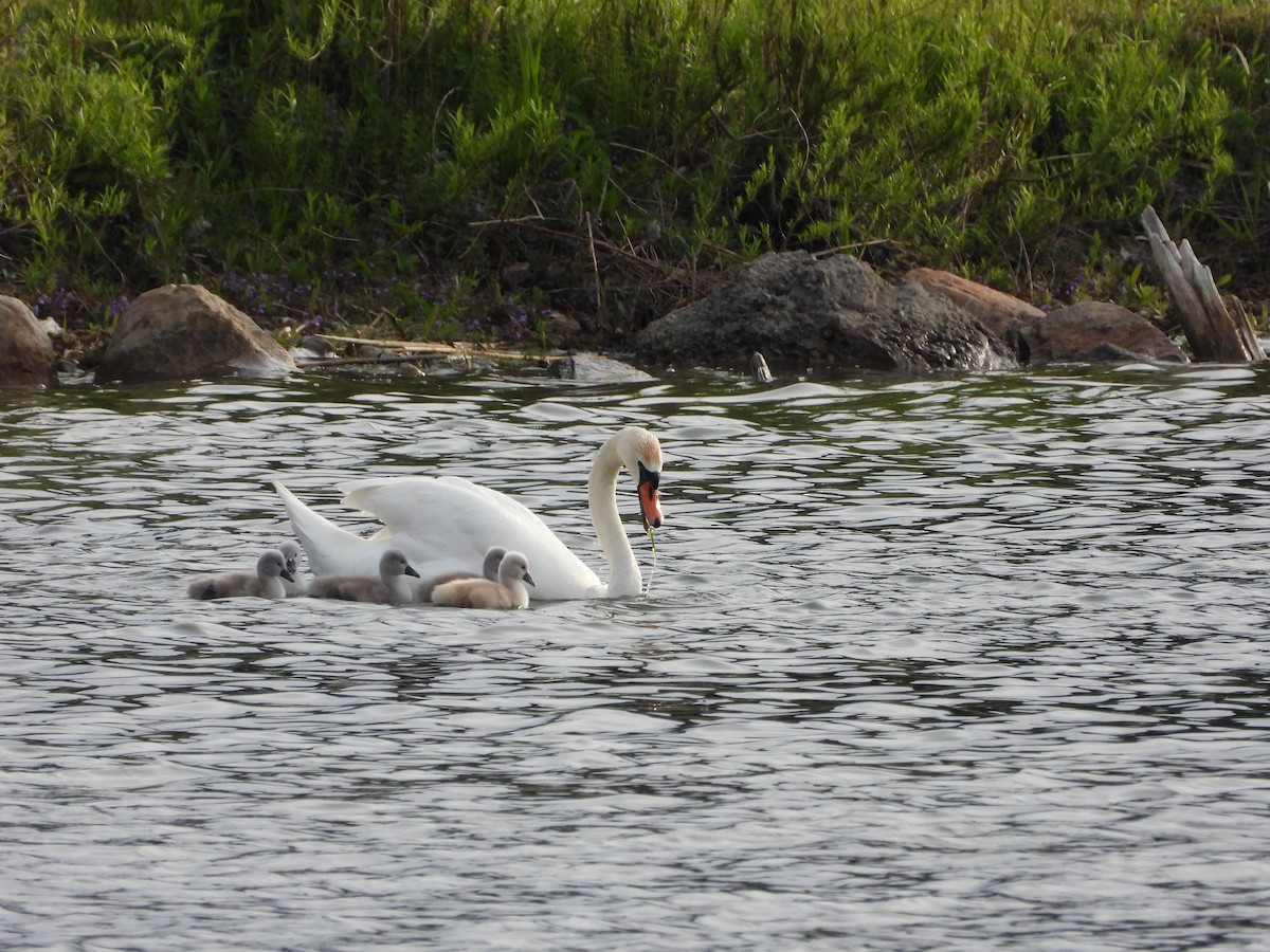 Cygne tuberculé - ML619455450