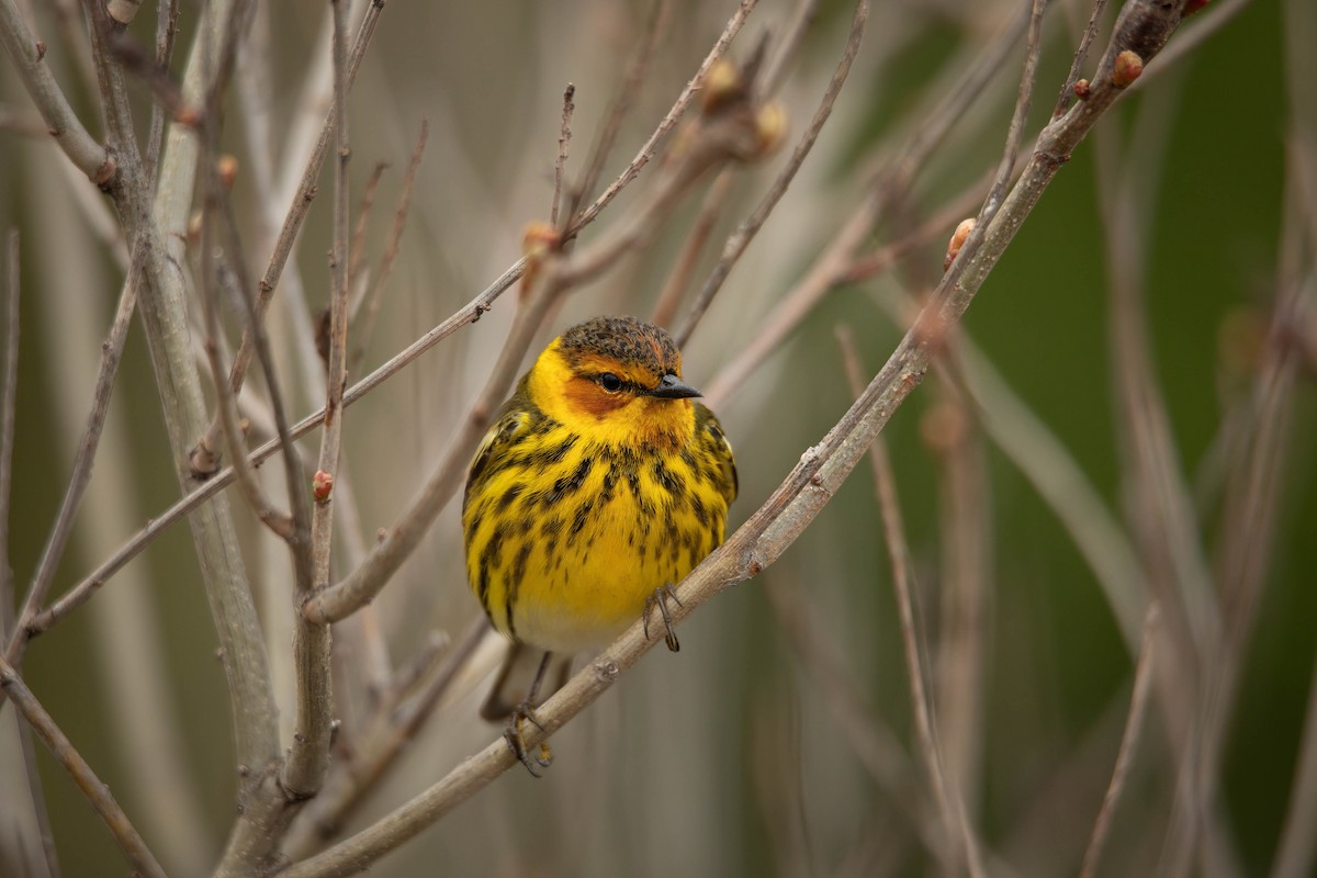 Cape May Warbler - Sterling Sztricsko