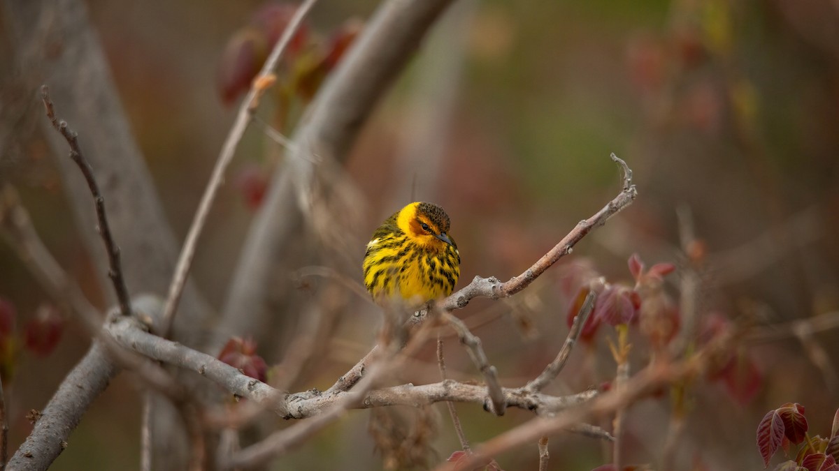 Cape May Warbler - Sterling Sztricsko