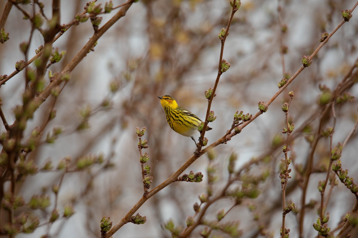 Cape May Warbler - Sterling Sztricsko