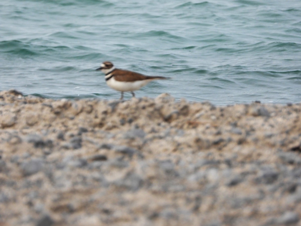 Killdeer - ML619455463