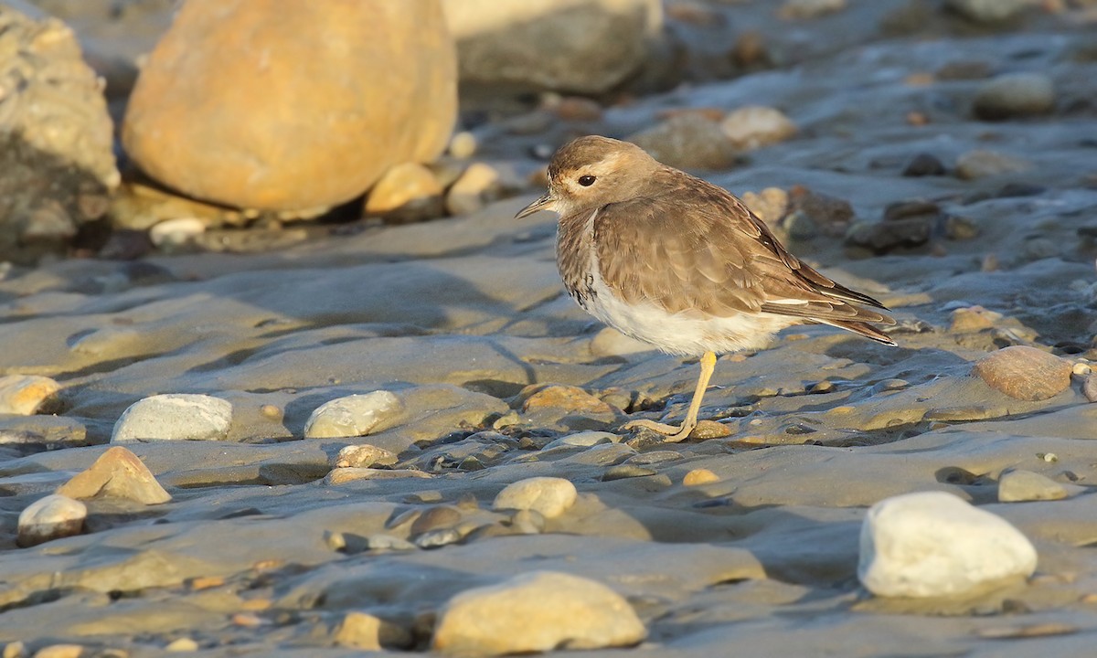 Rufous-chested Dotterel - Adrián Braidotti