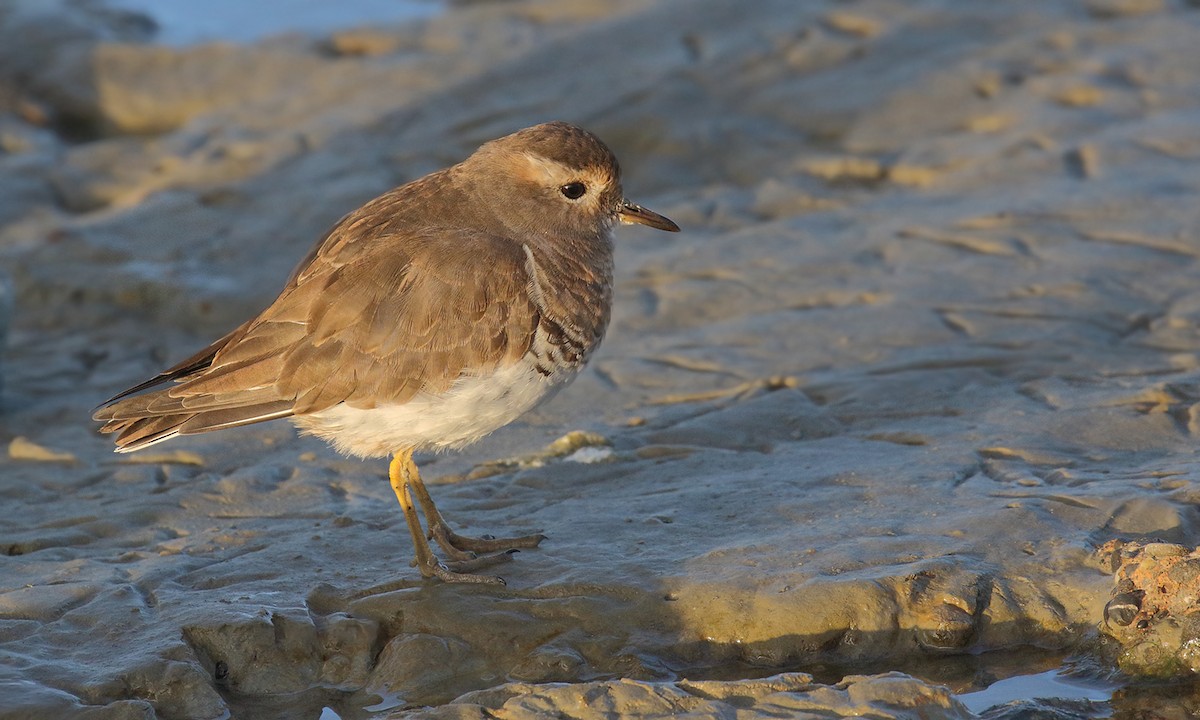 Rufous-chested Dotterel - Adrián Braidotti