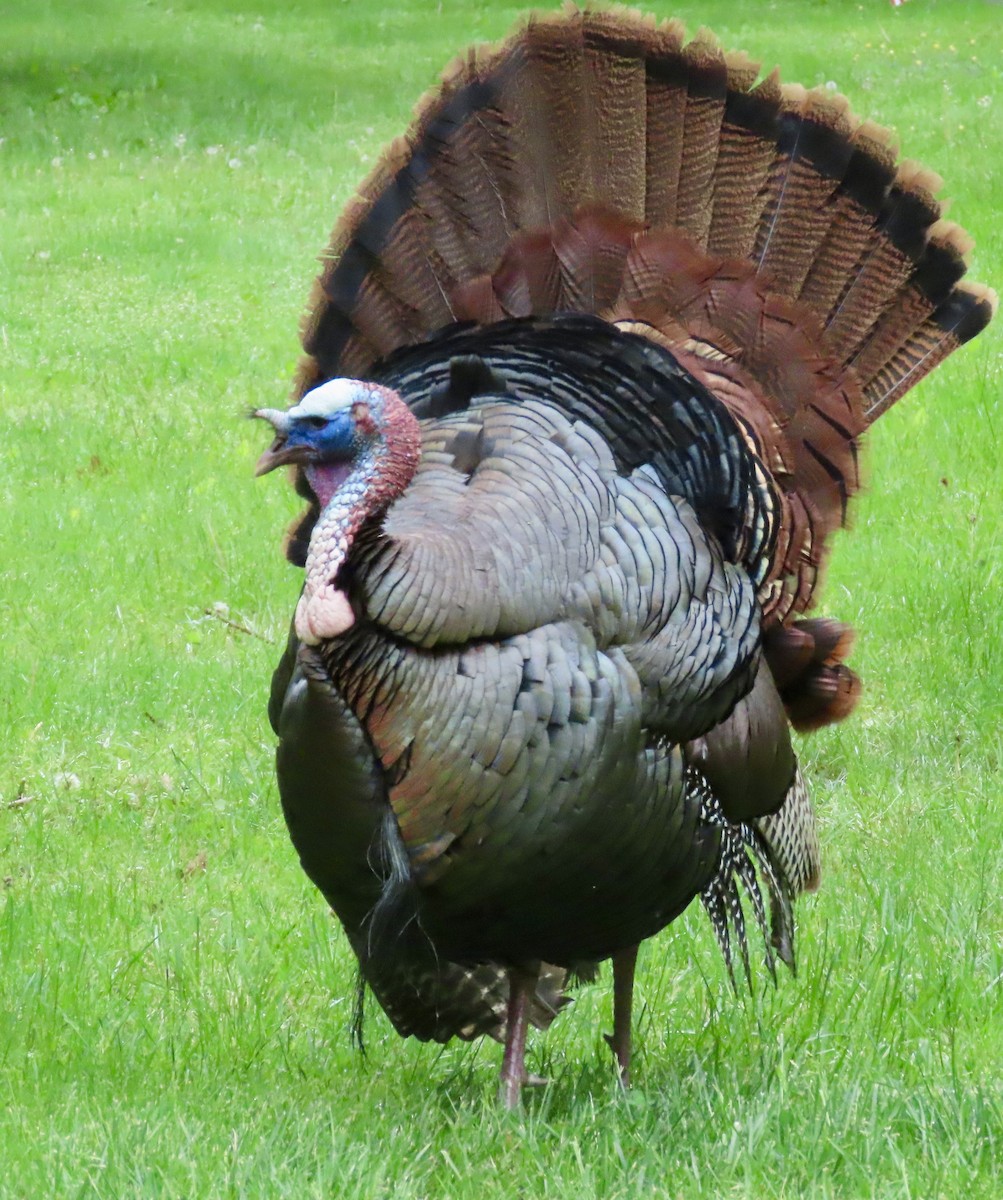 Wild Turkey - Ardea Thurston-Shaine