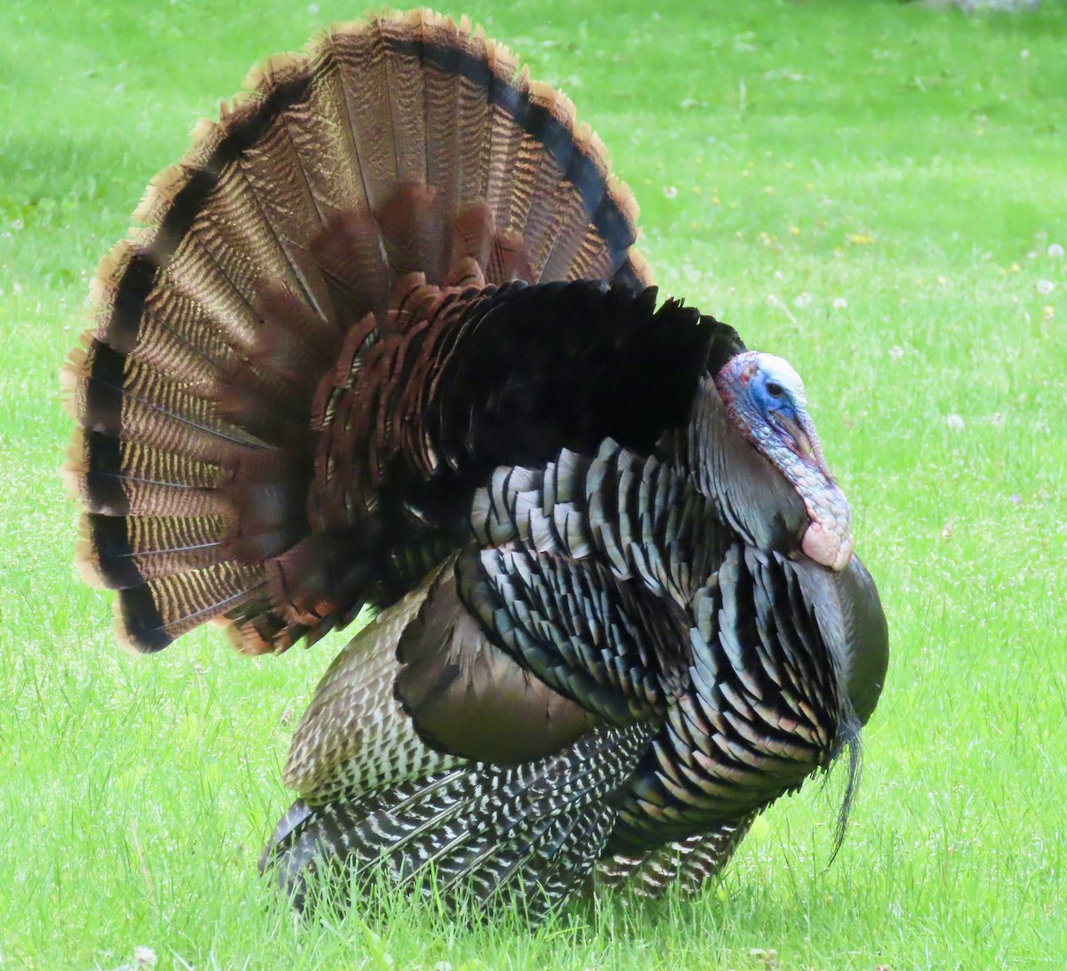 Wild Turkey - Ardea Thurston-Shaine