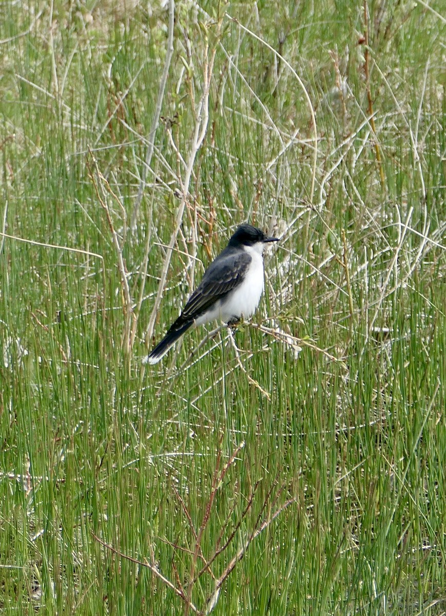 Eastern Kingbird - Jim St Laurent