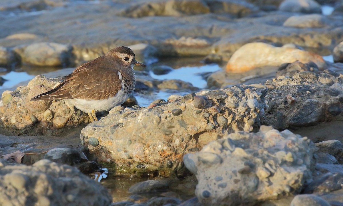 Rufous-chested Dotterel - Adrián Braidotti