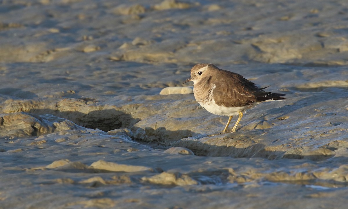 Rufous-chested Dotterel - Adrián Braidotti