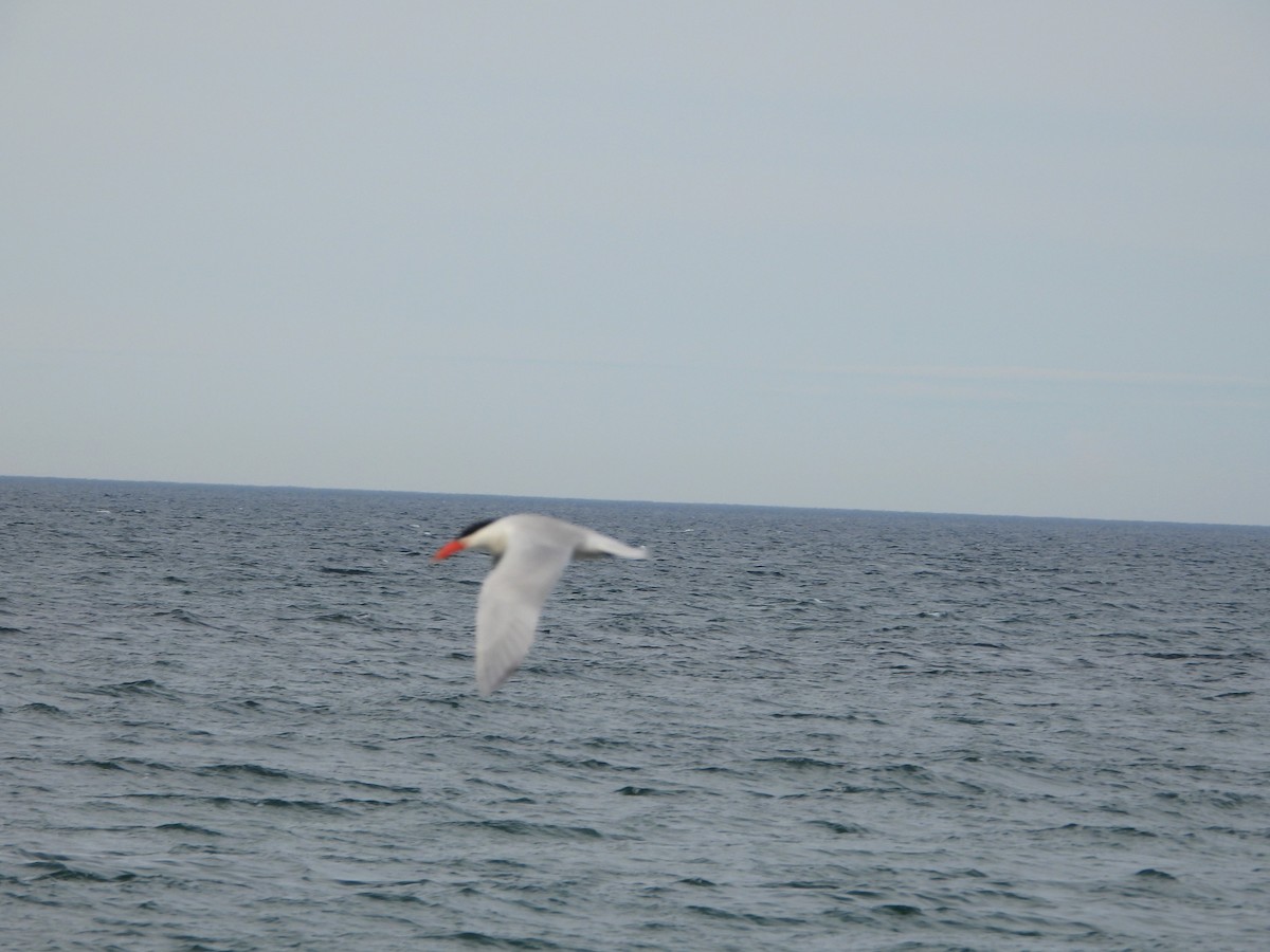 Caspian Tern - ML619455483