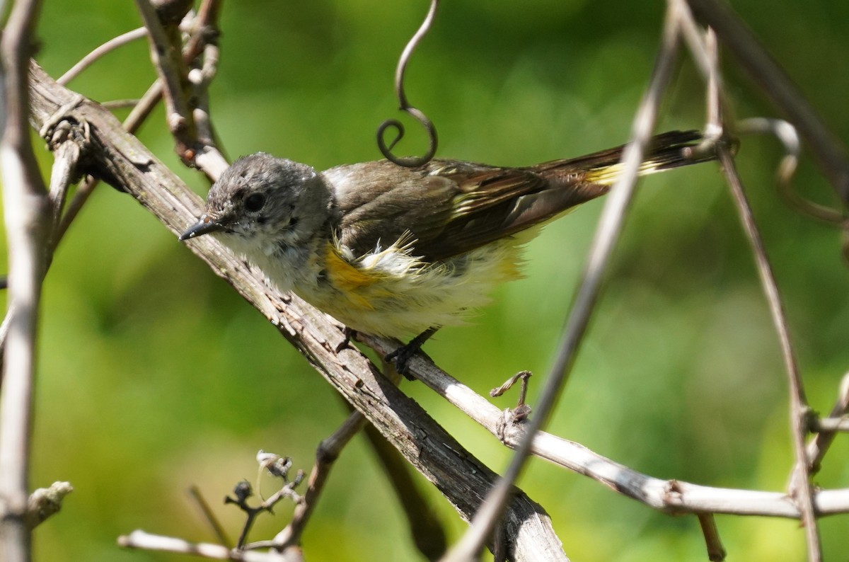 American Redstart - Dennis Mersky