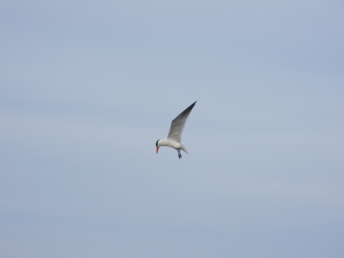 Caspian Tern - ML619455485