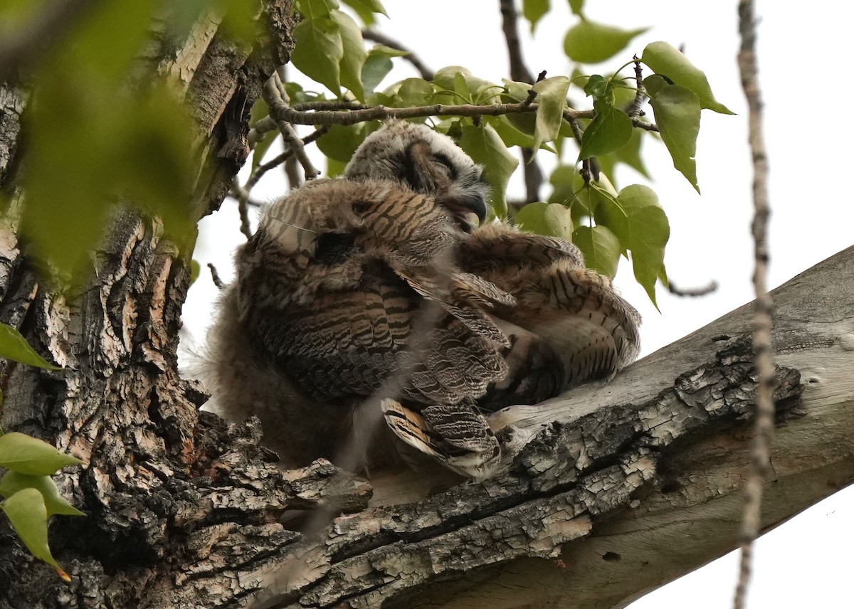 Great Horned Owl - Pam Hardy