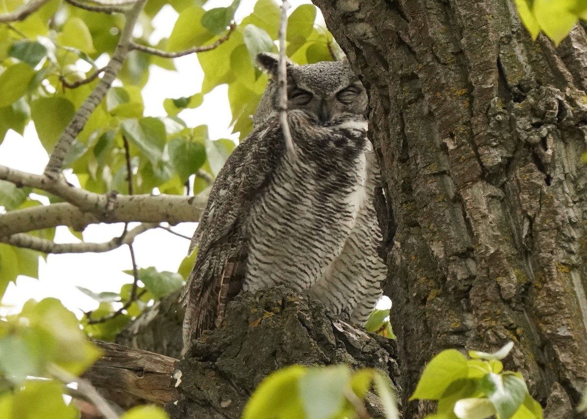 Great Horned Owl - Pam Hardy