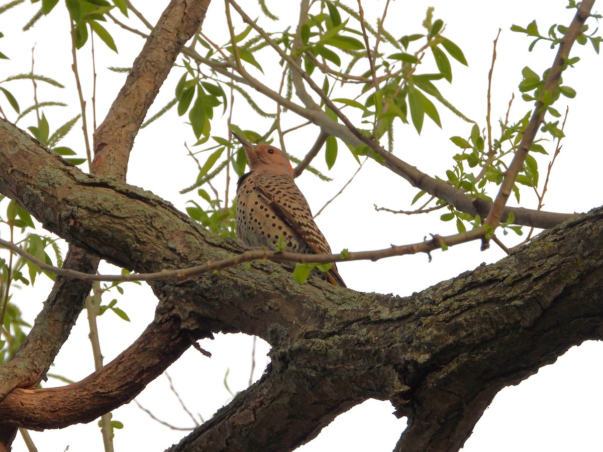 Northern Flicker - ML619455497